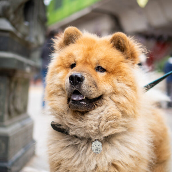 Placa Identificacion Chow Chow